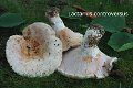 Lactarius controversus-amf1098